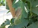 Late blight of tomato. Photo by Inga Meadows, NC State University.