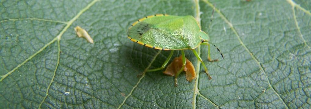 Green Stink Bug