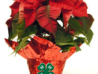 Poinsettia Plant with 4-H Clover