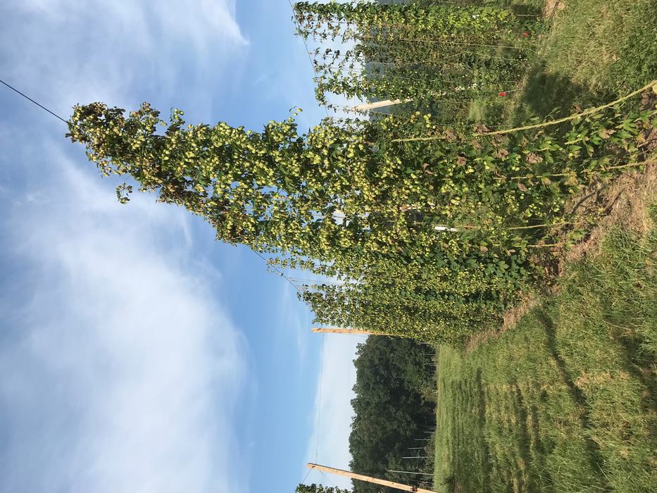 NC1701 plants