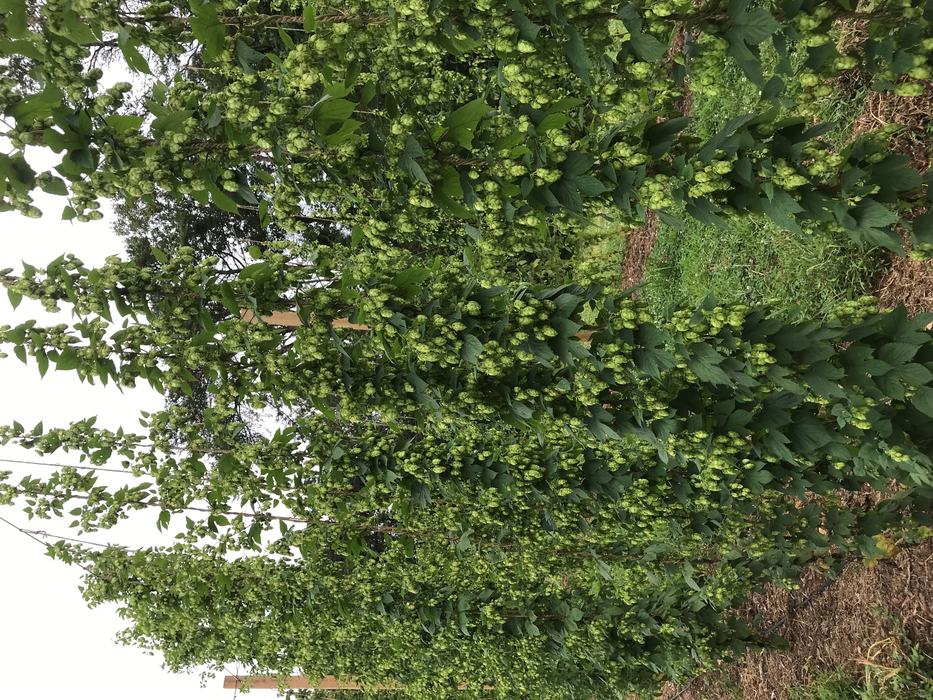 NC1707 hop plants