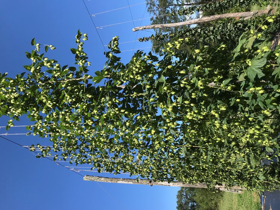 NC1711 plants