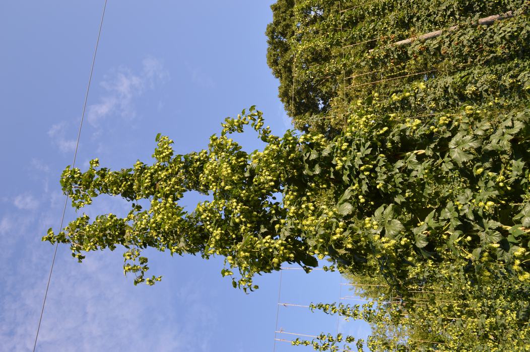 hop plant NC1601