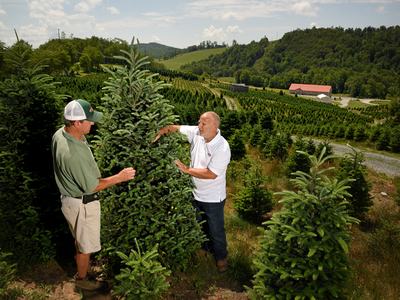 Two men looking at a Christmas tree