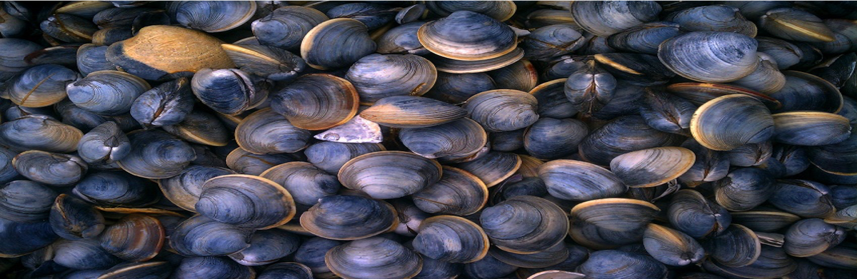 Clams 