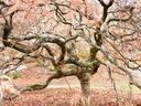 Gnarled Japanese maple tree with twisting branches and fallen brown leaves