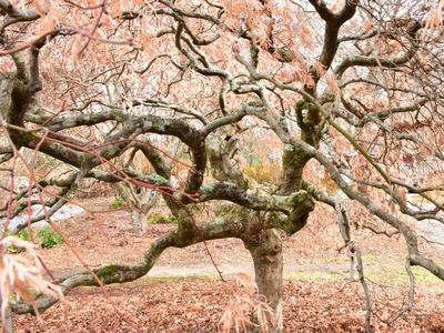 Gnarled Japanese maple tree with twisting branches and fallen brown leaves