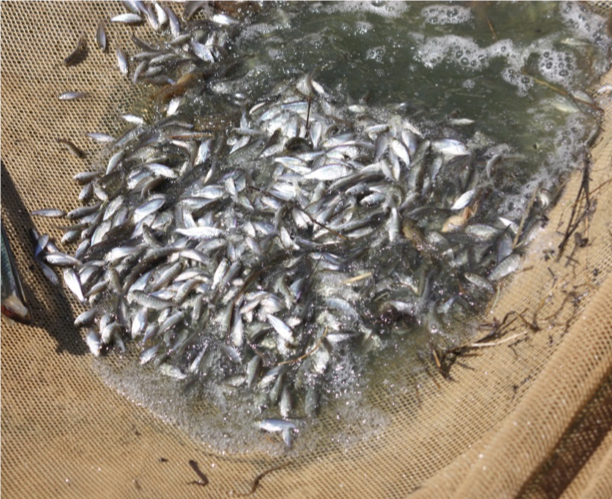 Hybrid Striped Bass Fingerlings 