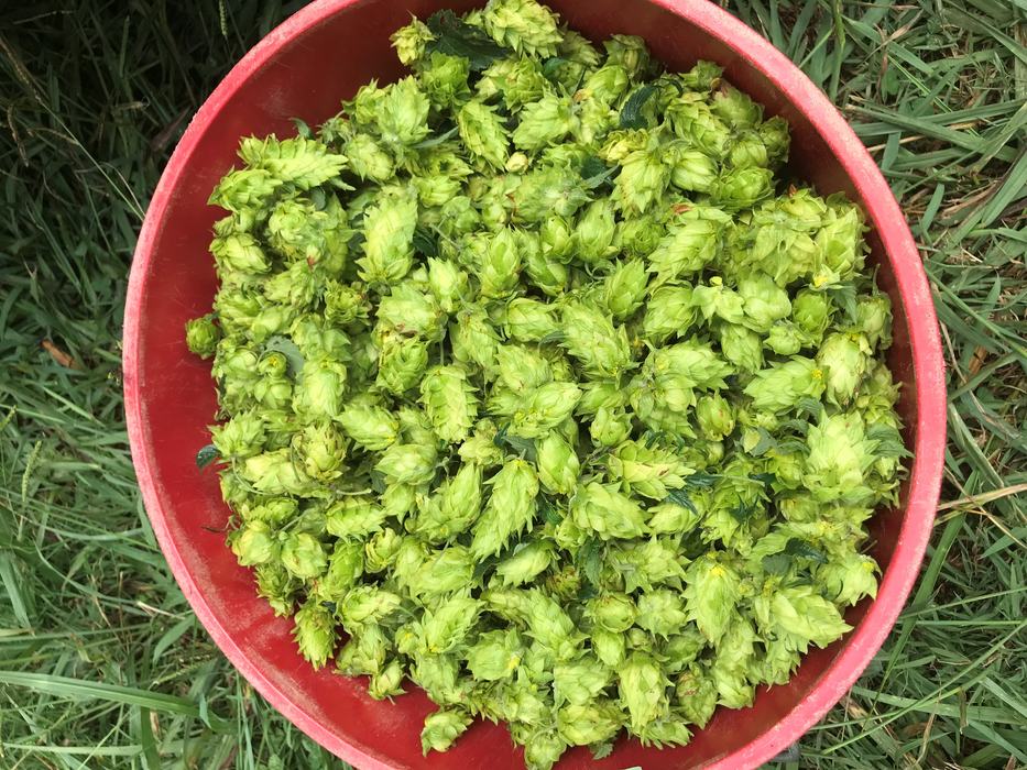 NC1601 hop cones