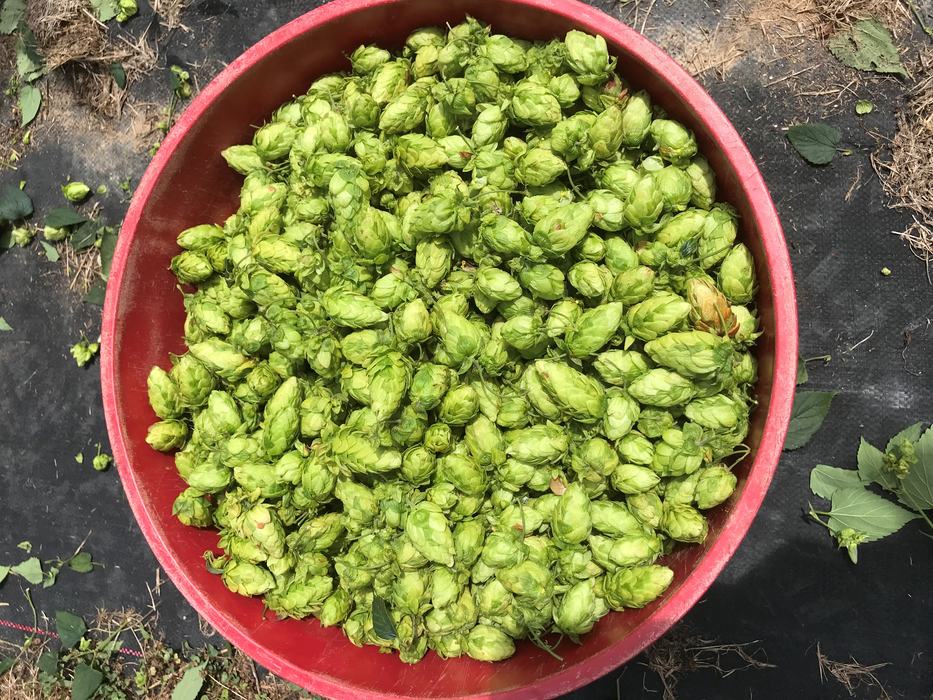 NC1707 hop cones