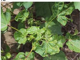 potential herbicide damage