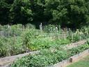 community garden