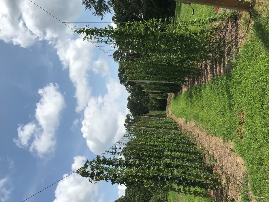 hops growing on tall trellis