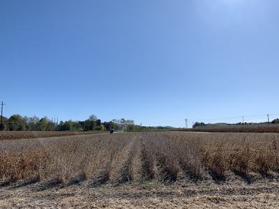 Image of soybean field
