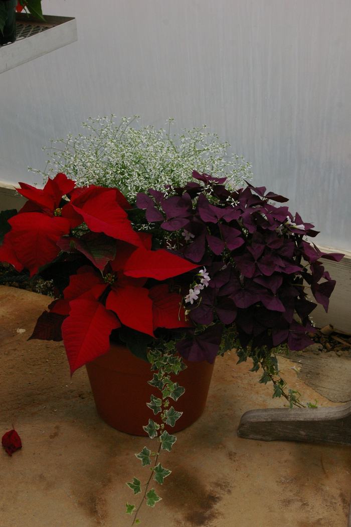 poinsettia