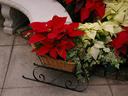 Poinsettias can be incorporated with other plants in a planter to give a festive holiday look. (Credit NC State University)