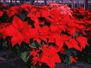 Red Poinsettia