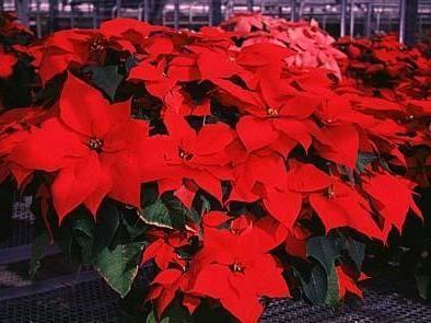 Red Poinsettia