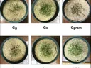 Six labeled pots with small grass clumps in sand, labels: Gg, Gx, Ggram, Cc, Mc, NTC