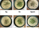 Six labeled pots with small grass clumps in sand, labels: Gg, Gx, Ggram, Cc, Mc, NTC