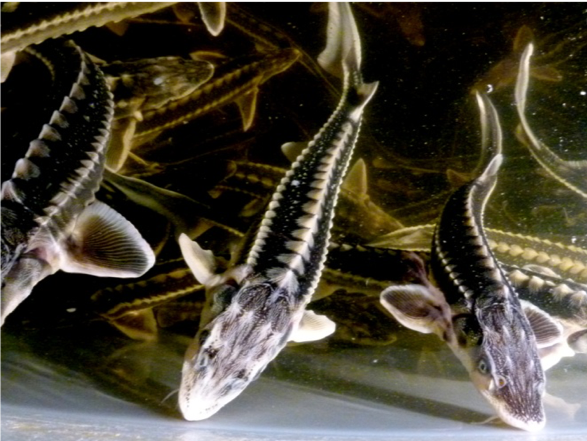 Sturgeon fish