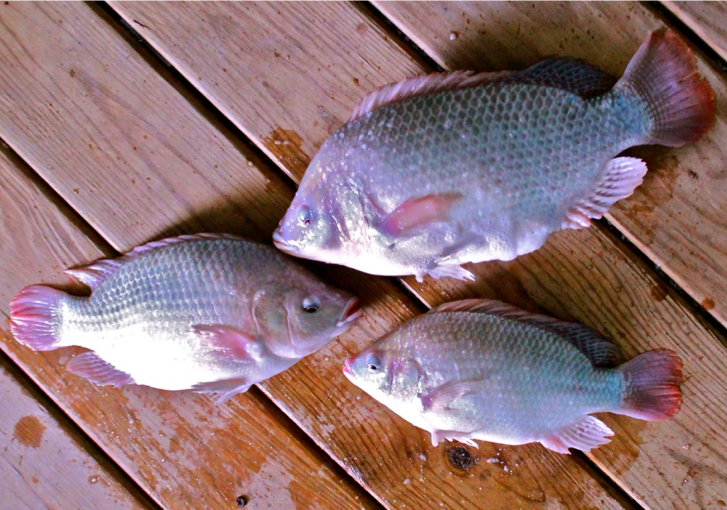 Tilapia