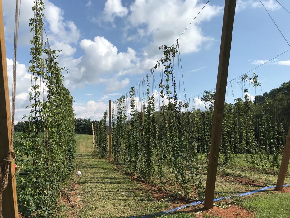 hops growing on a tall trellis