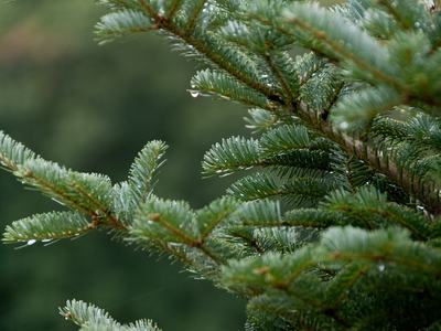 Closeup of Christmas Tree branches