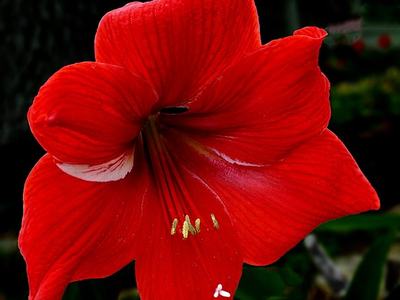 Amaryllis blossom