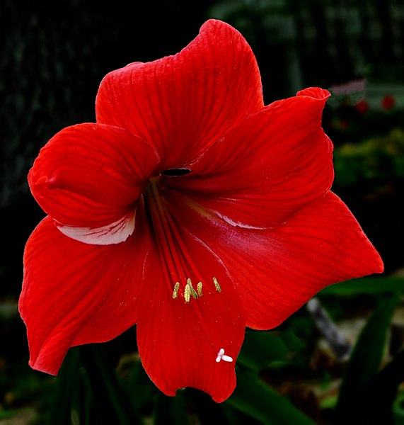 Amaryllis blossom