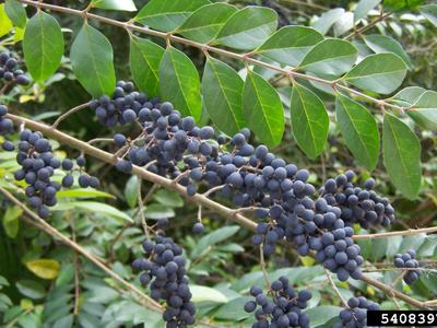 Chinese privet is invasive. It spreads by seed and by roots. This plant crowds out native plant species. This is a very common invasive plant in Caldwell County. Herbicides offer a practical means of control. (photo credit Karan A. Rawlins, University of 