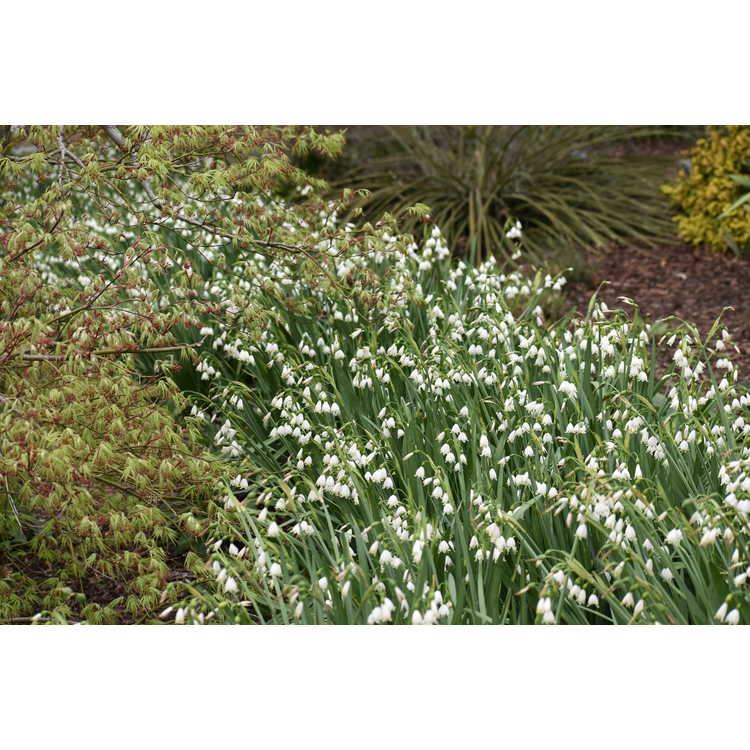 leucojum, white flowers on slim stems and ground plantings