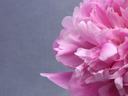 peony