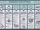 Production Cycle of Talapia chart
