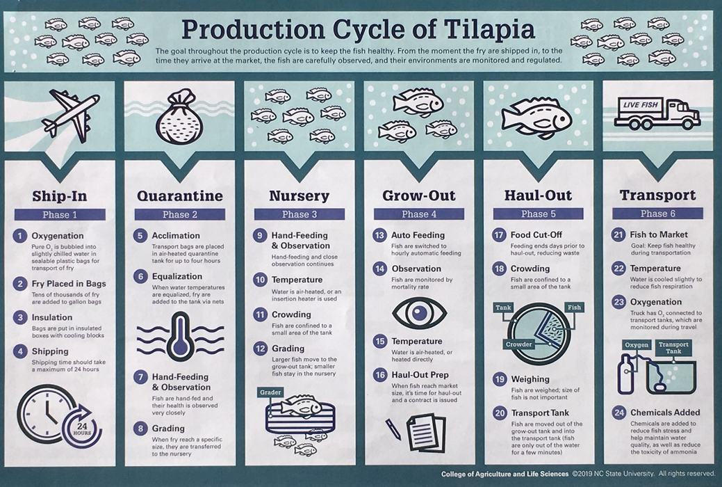 Production Cycle of Talapia chart