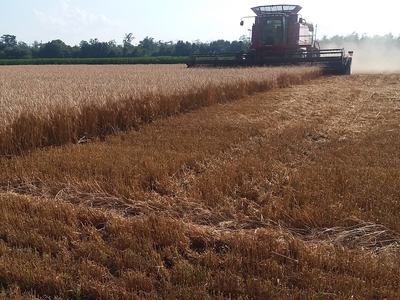 Combine harvesting wheat
