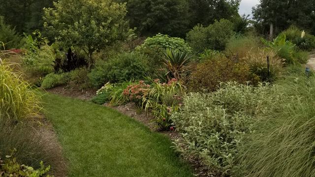 Garden path with landscaping plants on either side