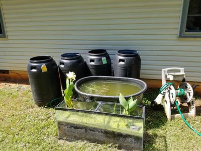 Rain barrels and aquaria hold outdoor rain garden plants