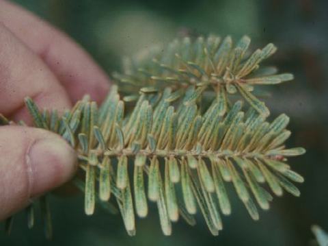 Spruce spider mite damage causes tiny yellow spots