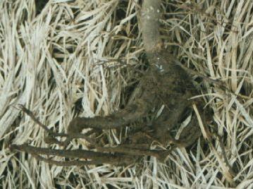 All the feeder roots have been eaten off of this seedling root system
