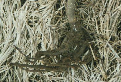 All the feeder roots have been eaten off of this seedling root system