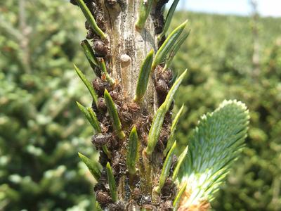 Spruce twig densely infested with dark scale insects among new needle buds
