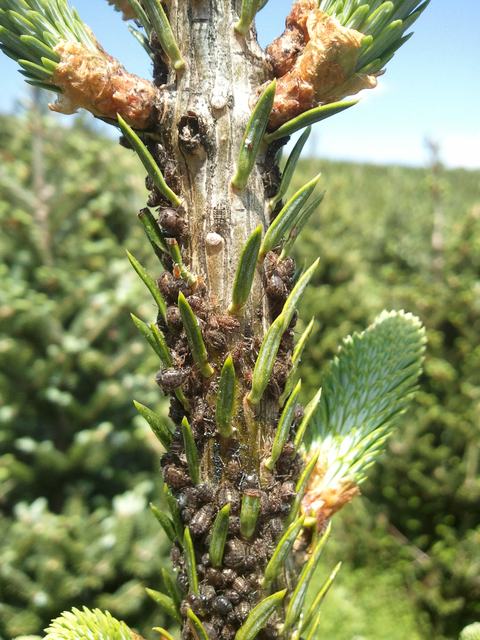 Spruce twig densely infested with dark scale insects among new needle buds