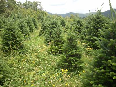 Rows of young evergreen trees in a grassy field with wildflowers and distant hills
