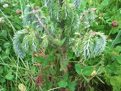 Small weeping spruce seedling with drooping branches among clover and grass