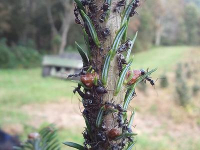 Ants clustered on a young conifer stem feeding on resinous nodules