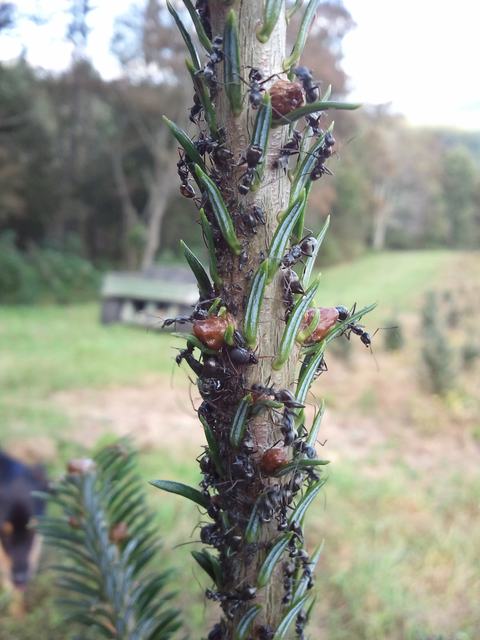 Ants clustered on a young conifer stem feeding on resinous nodules