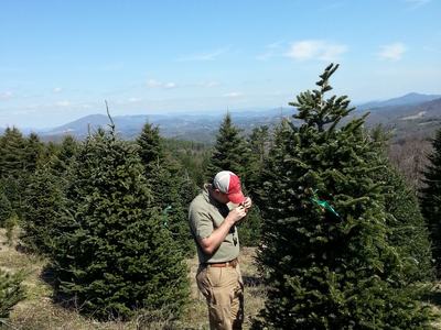 Person inspecting an evergreen tree in a tree farm with mountains in background