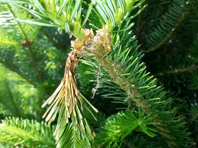 Shoots killed by Botrytis have a lesion at the base where they join the branch