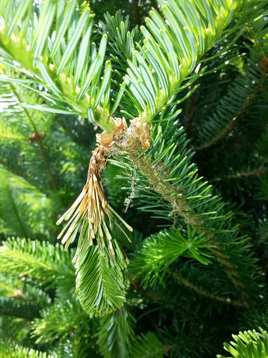 Shoots killed by Botrytis have a lesion at the base where they join the branch